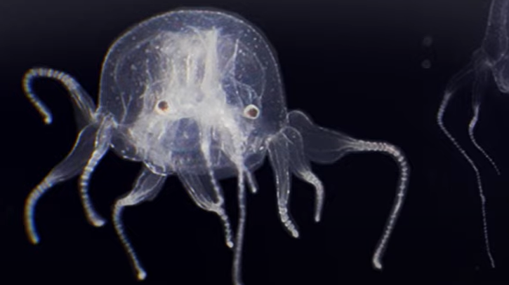 Newly discovered jellyfish is a 24-eyed weirdo related to