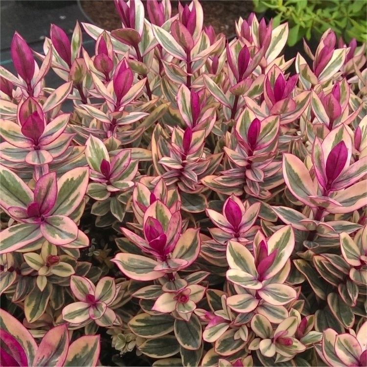 Hebe Franciscana Tricolour