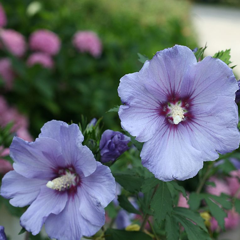 Azurri Blue Satin&amp;reg; Rose of Sharon