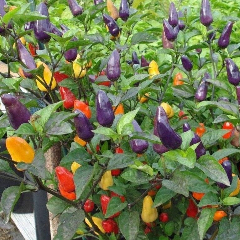 Chilli Pepper Plant 'roxi' (dwarf)