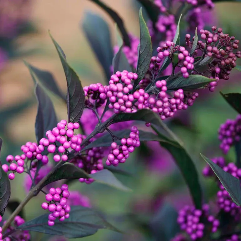 Pearl Glam&amp;reg; Beautyberry