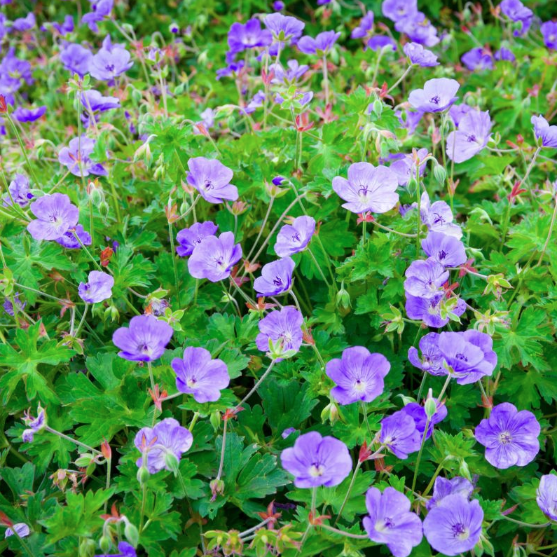 Rozanne Hardy Geranium