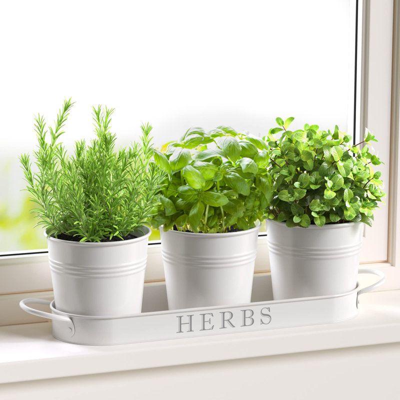 Gracie Oaks Indoor Herb Garden Planter Set With Tray | Wayfair