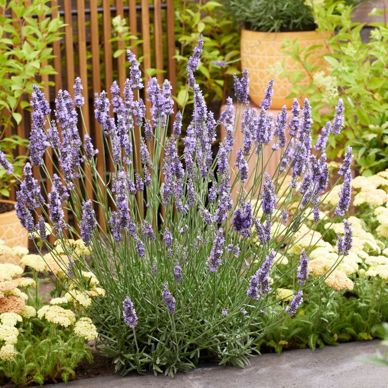 Sensational!&amp;trade; Lavender