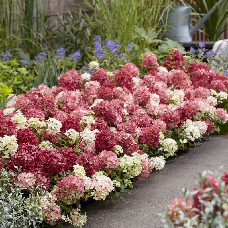 Groundbreaker&amp;reg; Ruby&amp;trade; Hydrangea
