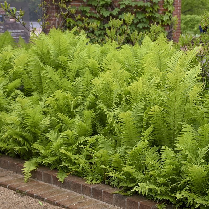 Ostrich Fern