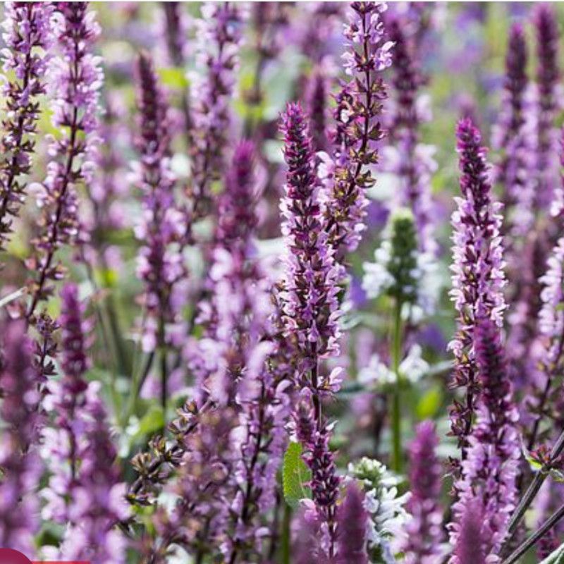 Salvia nemorosa 'Caradonna Pink Inspiration'