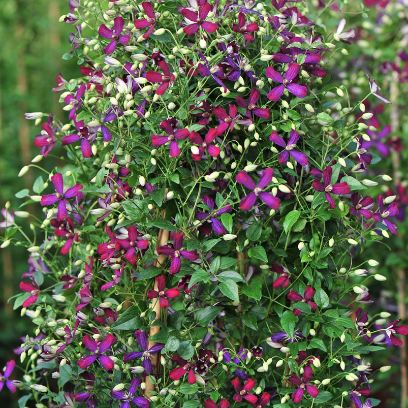 Clematis &amp;lsquo;Sweet Summer Love&amp;rsquo; from Fast Growing Trees