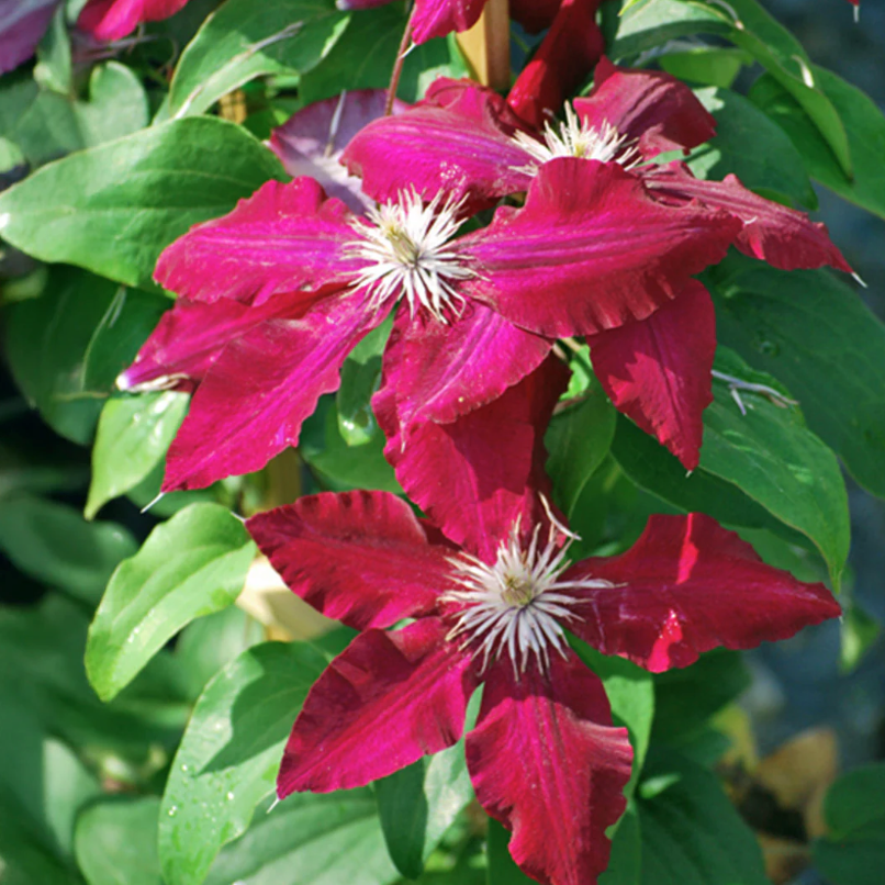Clematis &amp;lsquo;Rebecca&amp;rsquo; from Fast Growing Trees