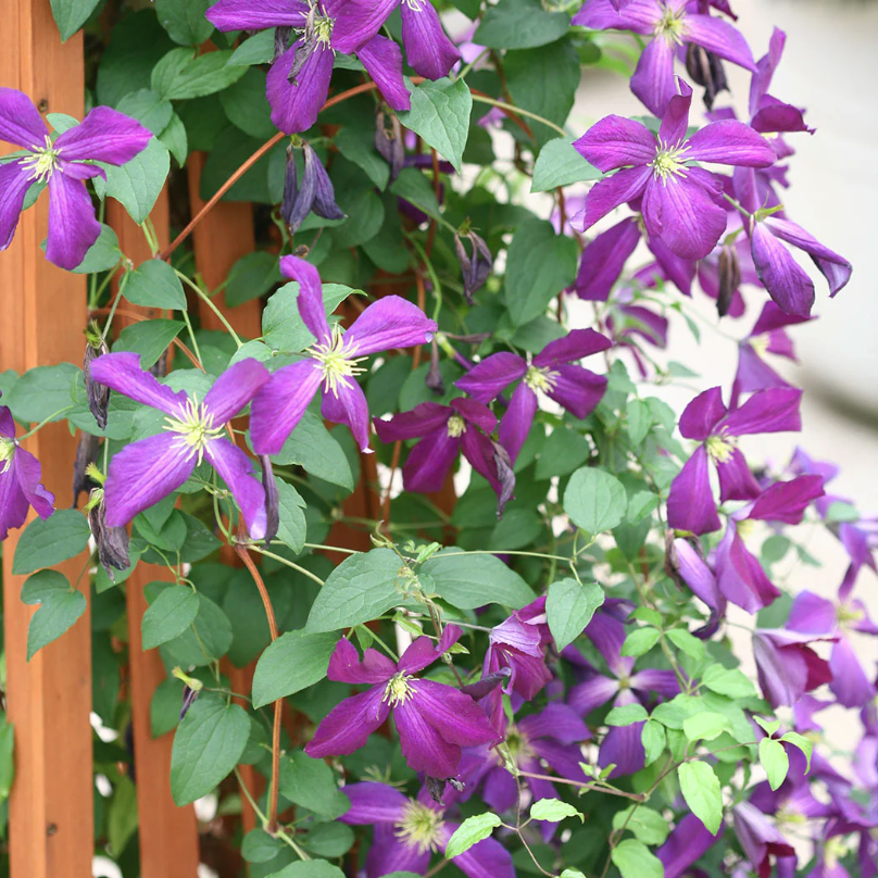 Clematis &amp;lsquo;Zojapur&amp;rsquo; or Happy Jack from Fast Growing Trees