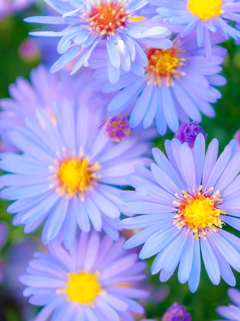 New England aster plants with pale purple blue flowers and orange gold centers