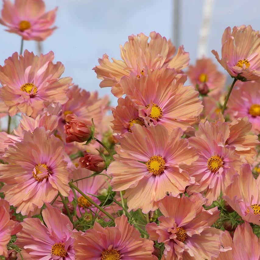Cosmos 'apricotta' - Seeds