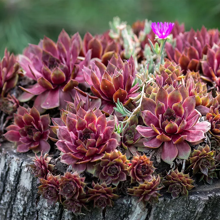 Roberta's 6pc Hardy Hens &amp;amp; Chicks Live Plants