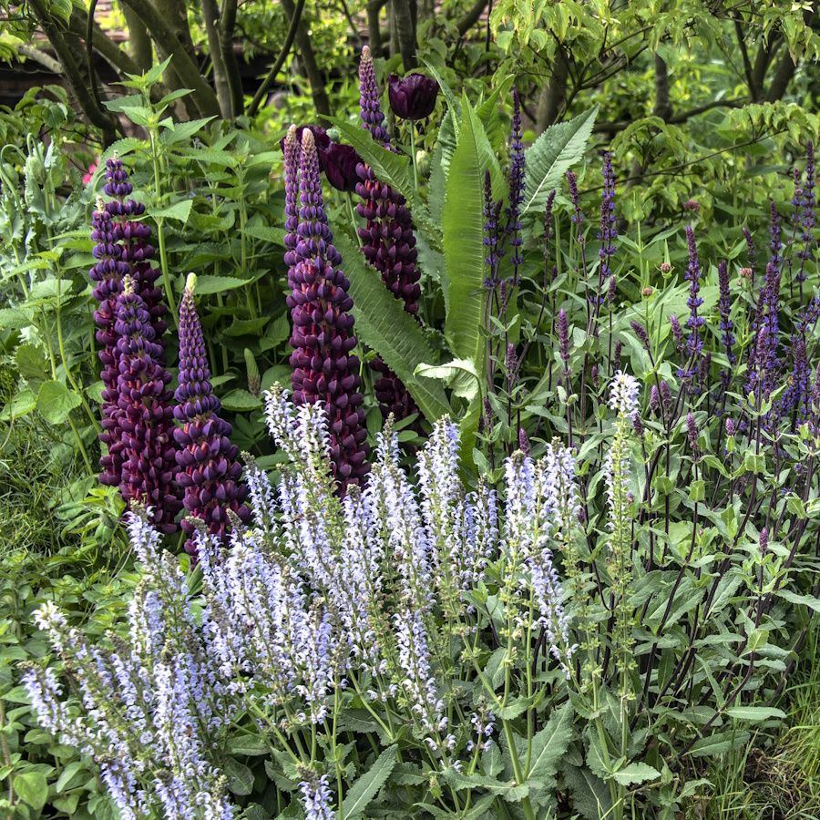Dense cottage style planting of dark purple lupins and lilac flowering perennials
