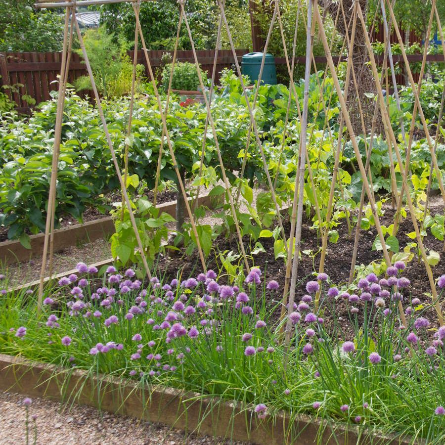 Vegetables and herbs as companion plants growing in raised beds in a vegetable garden