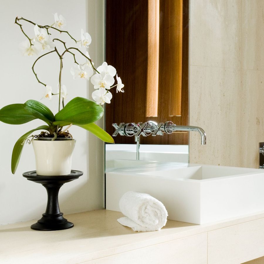 winkled orchid leaves