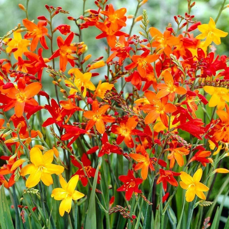 25 Red Yellow Orange Crocosmia Bulbs Montbretia Crocosmia Corms Crocosmias Flowers Tubers, Bloom Summer - Colorful Montbretia Flowers