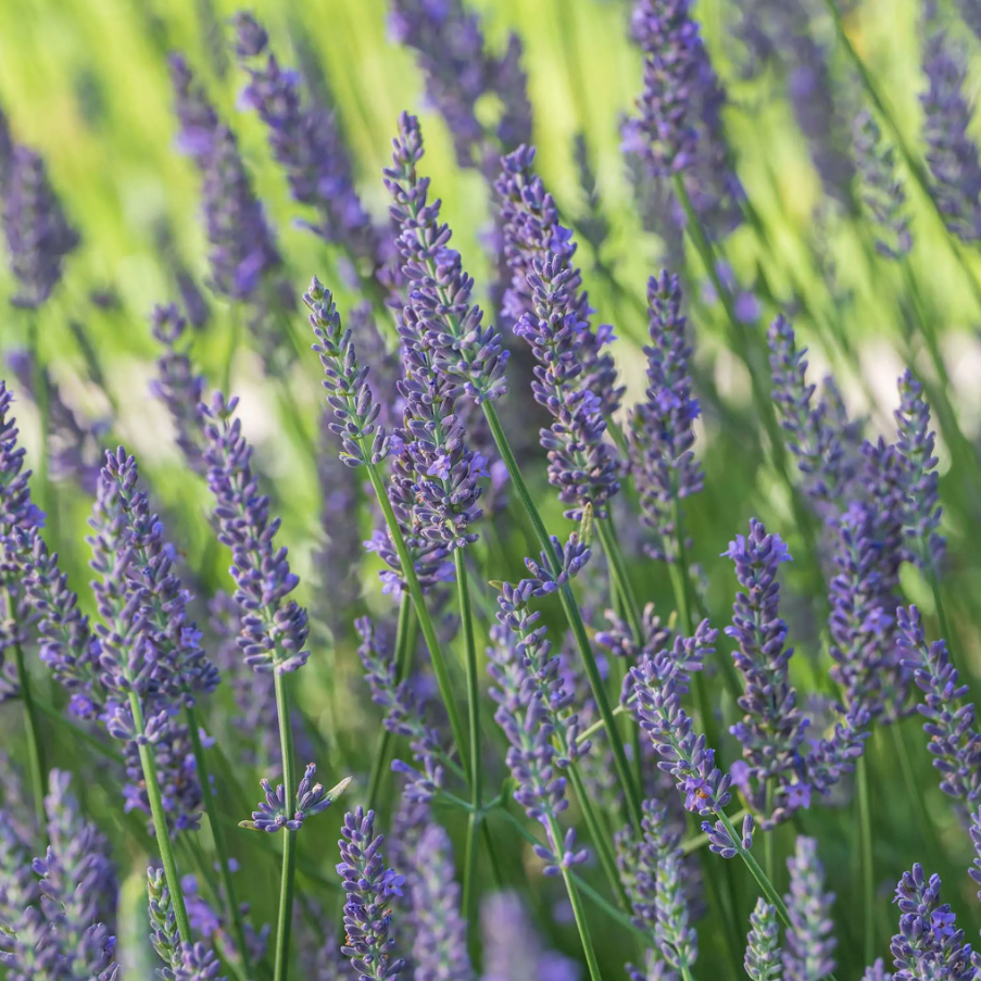 Lavender Sensational from Burpee