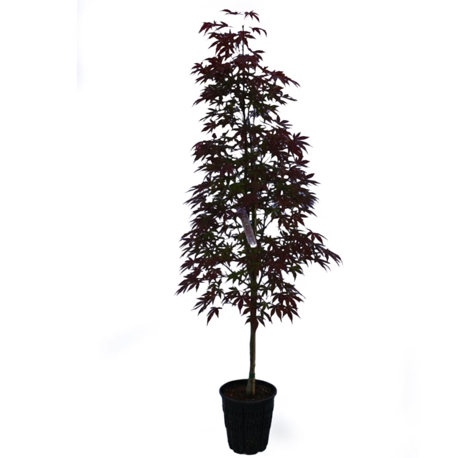 Expert Gardener 4-5' Maple Japanese Twombly&amp;rsquo;s Red Sentinel in 2 gal. Grower Pot