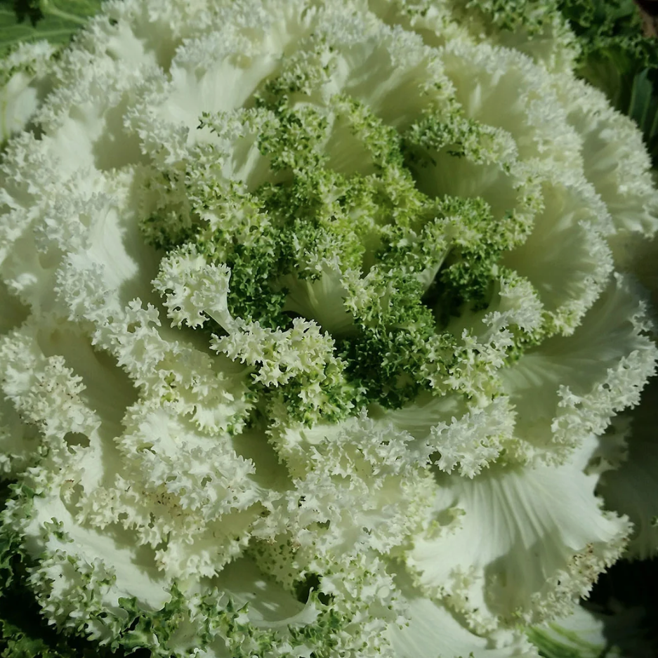 White Kamome Ornamental Kale