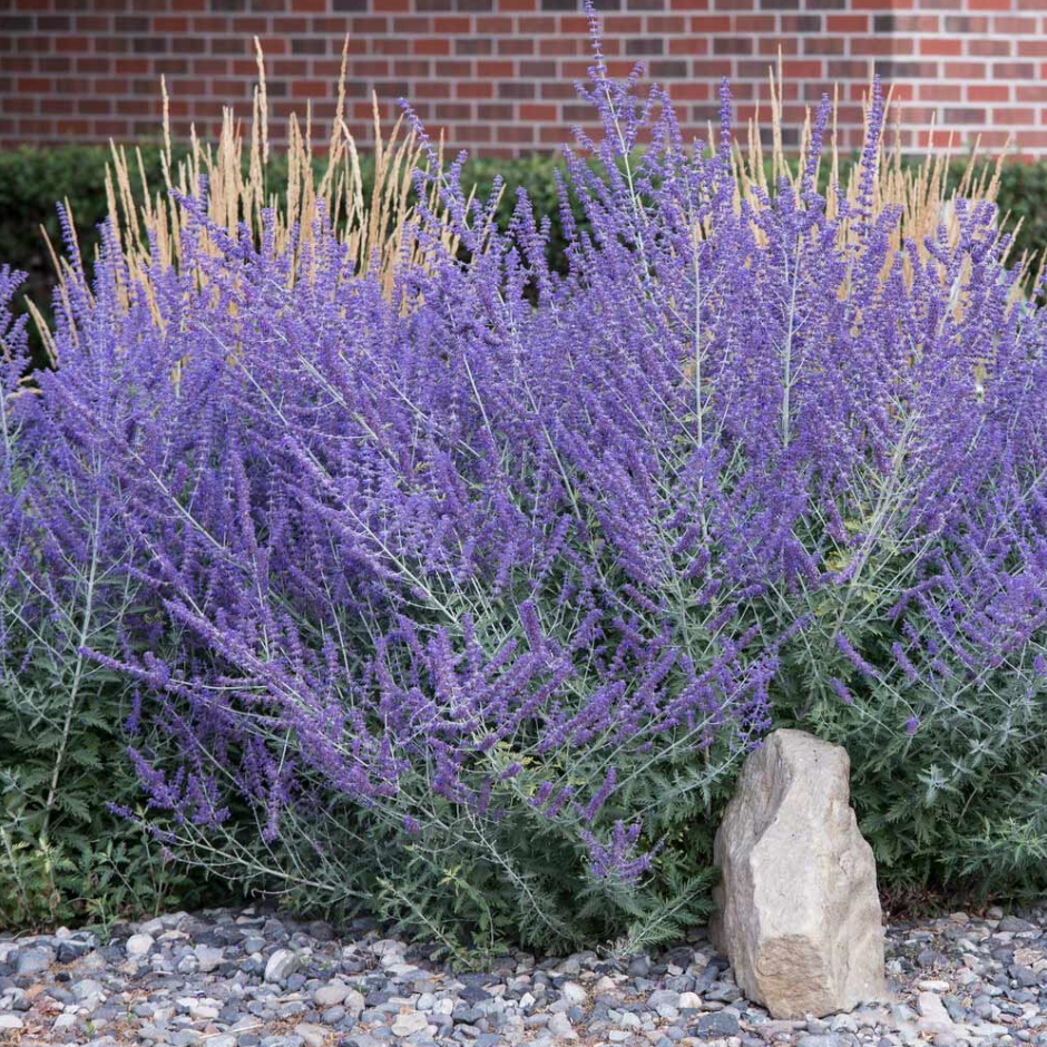 Russian sage growing in a garden