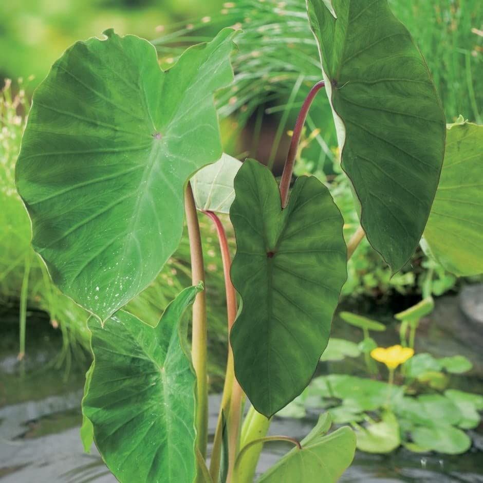 Two Taro Elephant Ear Tuber (coco Yam Colocasia Esculenta Edible Eddoe)