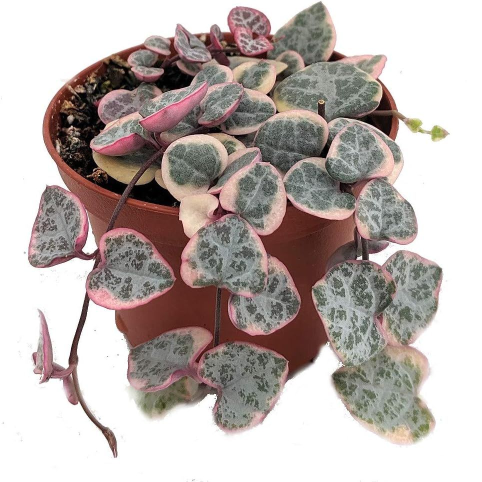 Pearl Moon Rosary Vine - Ceropegia Woodii Pretty Pk- String of Hearts - 2.5" Pot