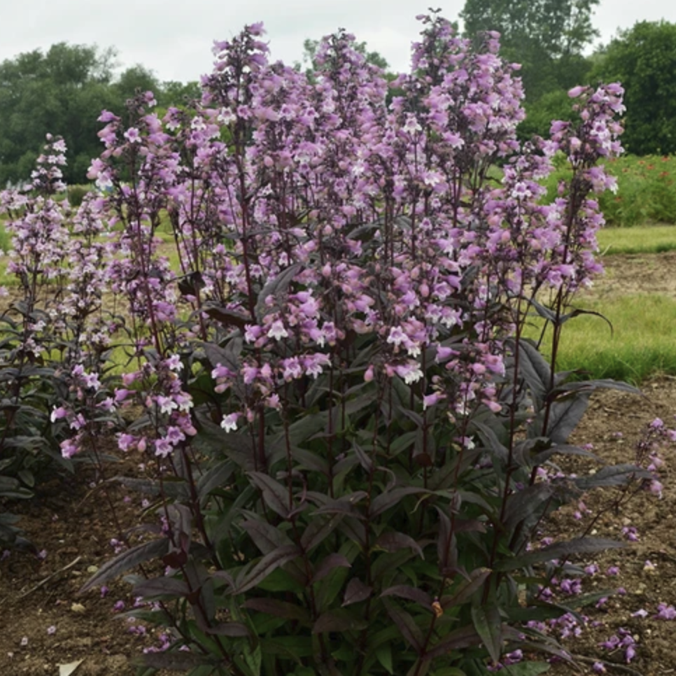 Plant Addicts, Midnight Masquerade Beardtongue