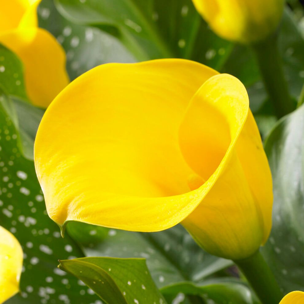 Calla Lily Goldcup
