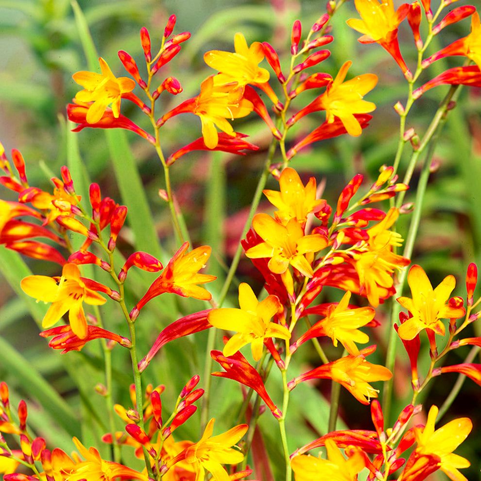 Crocosmia Harlequin