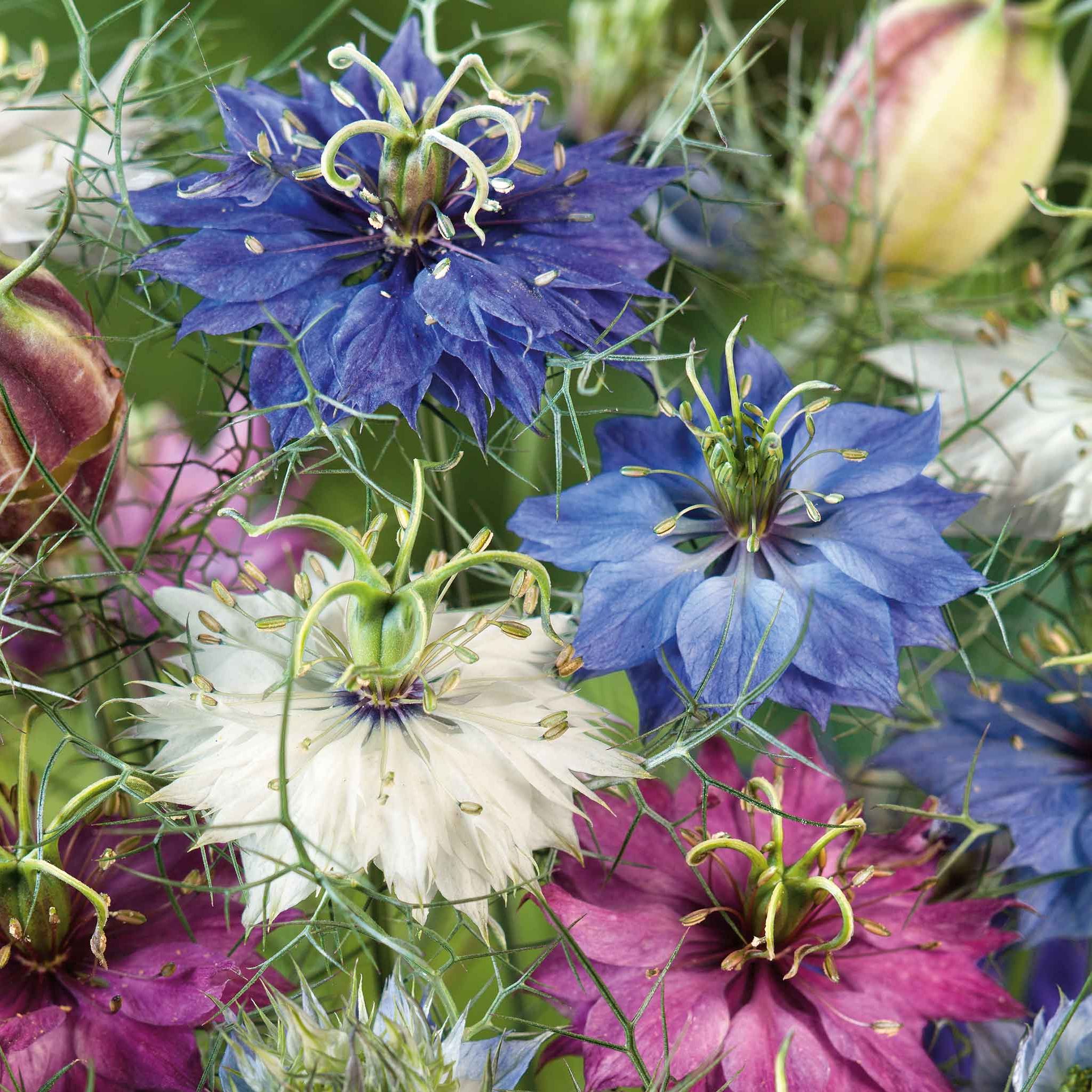 Love in a Mist Seeds - Miss Jekyll Double Mix