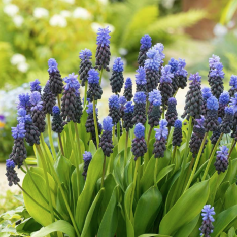 Muscari Latifolium Grape Hyacinth