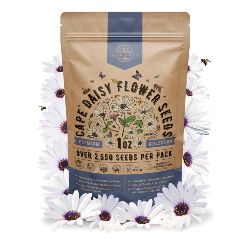 Amazon cape daisy flower seeds