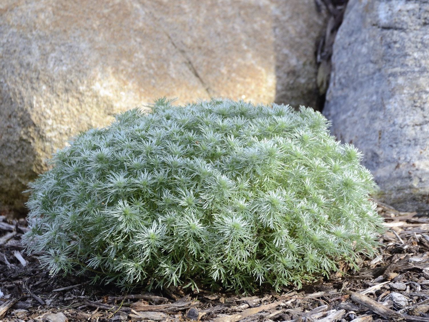 Protecting Artemisia In Winter - Winter Care For Artemisia In The Garden |  Gardening Know How