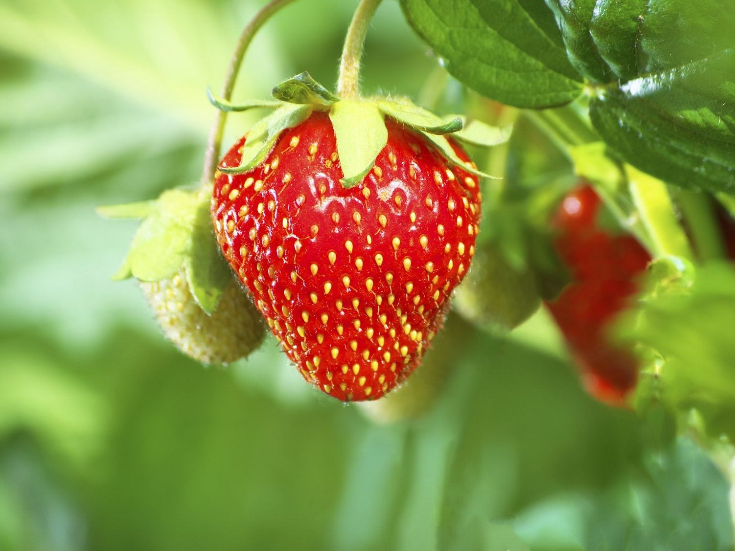 Can I Harvest Strawberry Seeds - How To Save Strawberry Seeds For Planting  | Gardening Know How