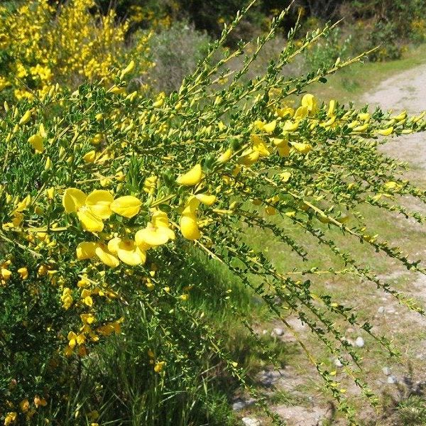 Controlling Scotch Broom - How To Get Rid Of Scotch Broom | Gardening Know  How