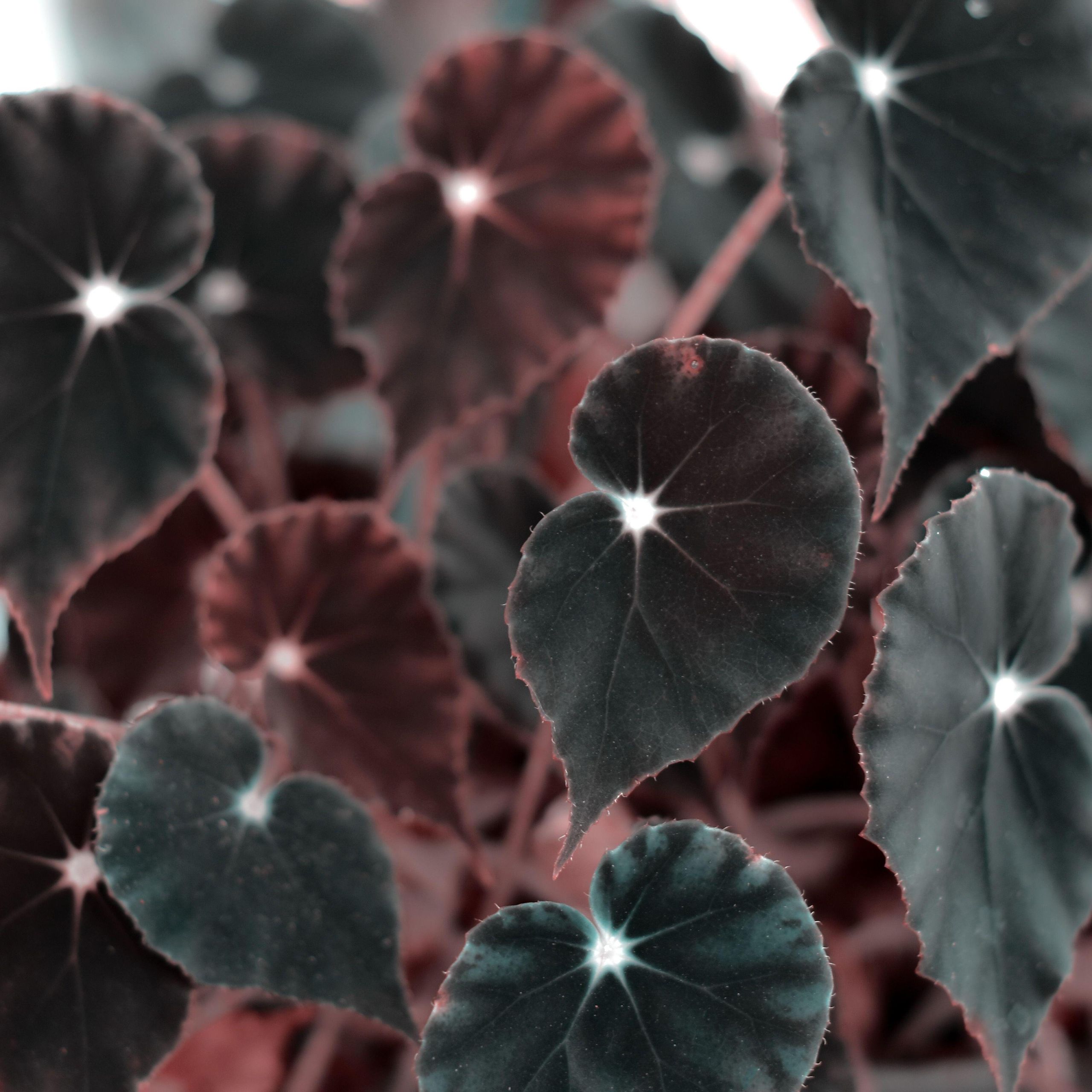 The best black plants to grow indoors that experts love | Livingetc