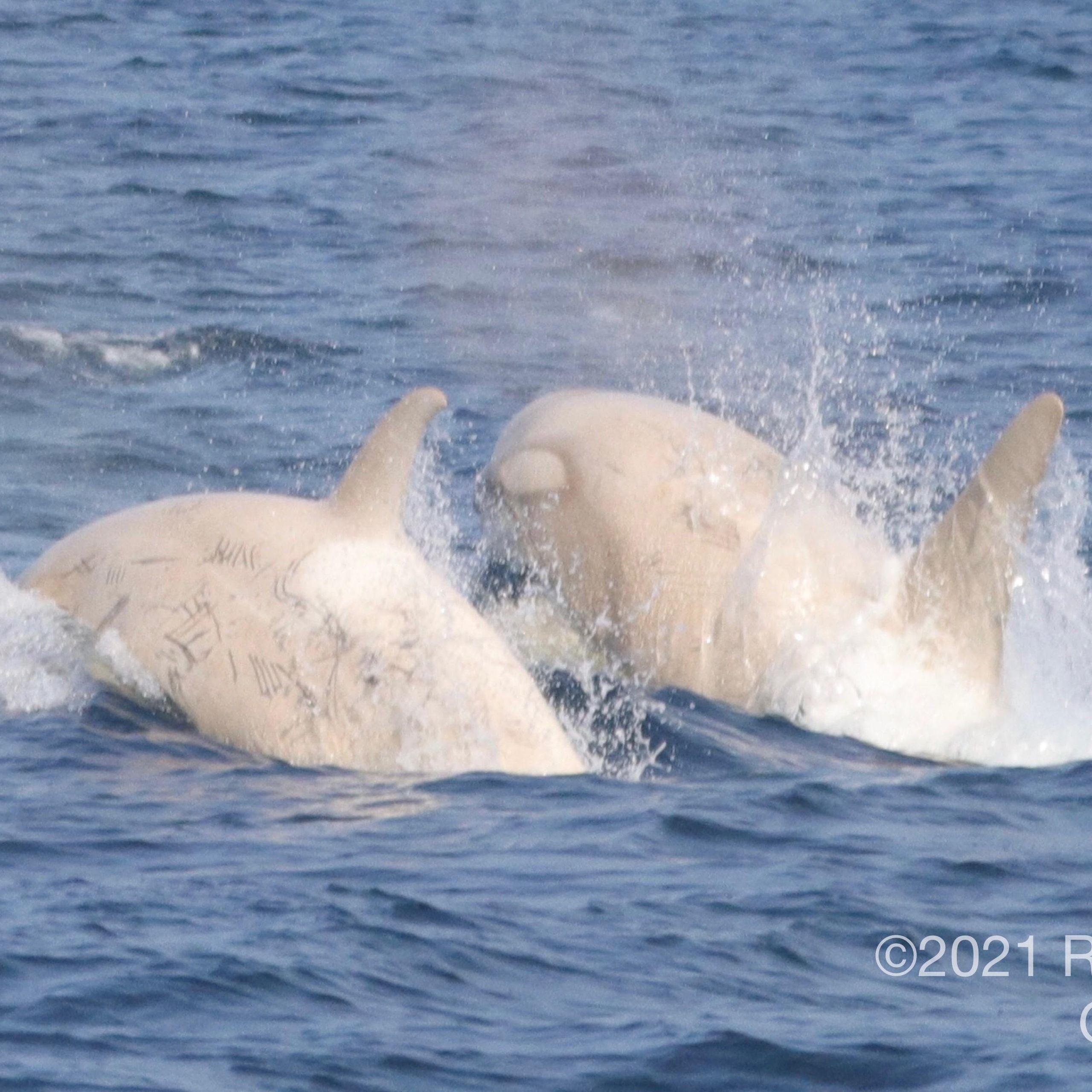 In rare wildlife encounter, whale watchers spot two white killer