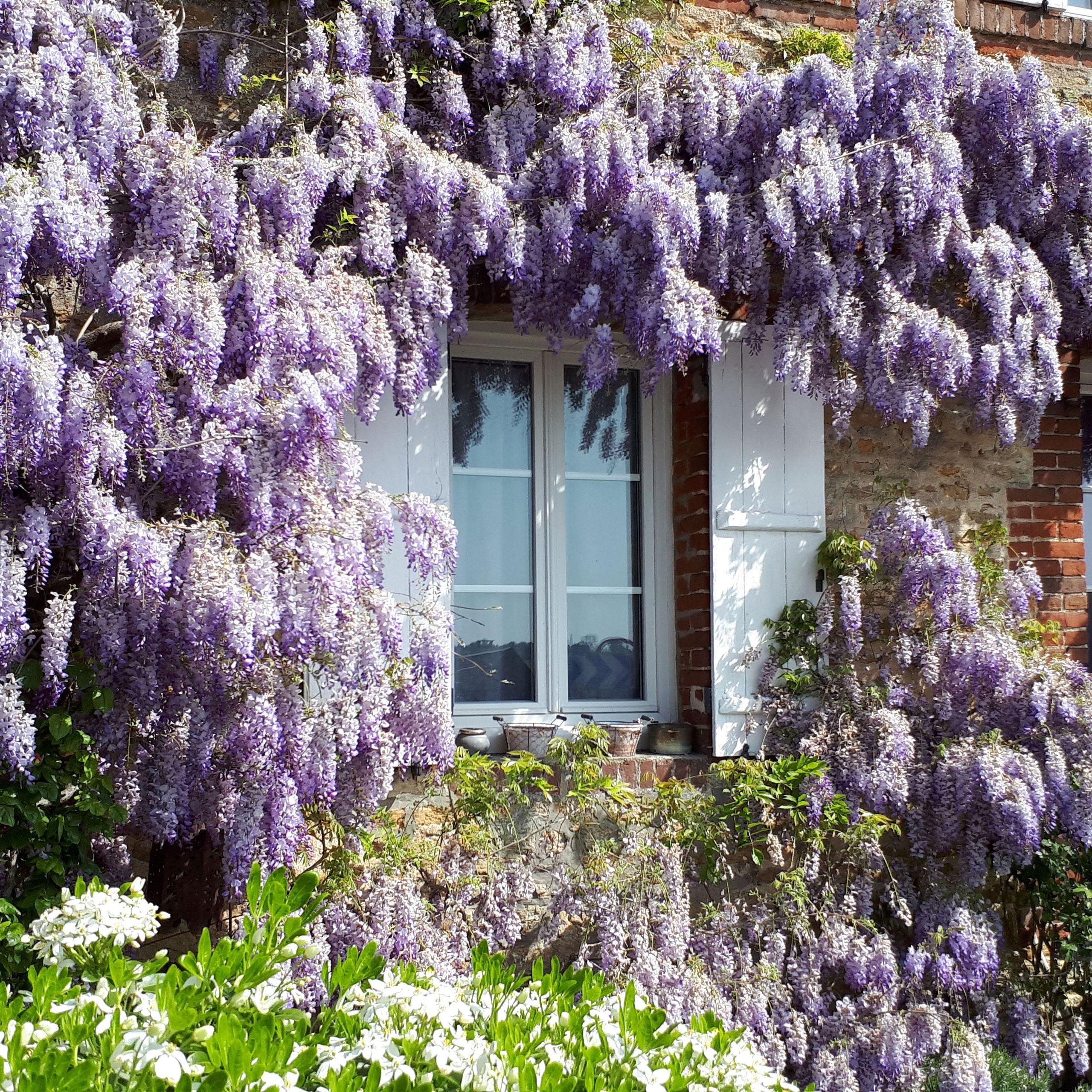 Best Plant to Put in Front of House in Florida: Stunning Choices