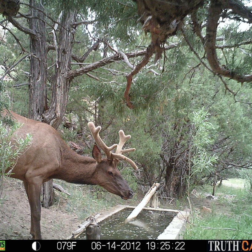 Facts About Elk | Live Science Facts About Elk | Live Science