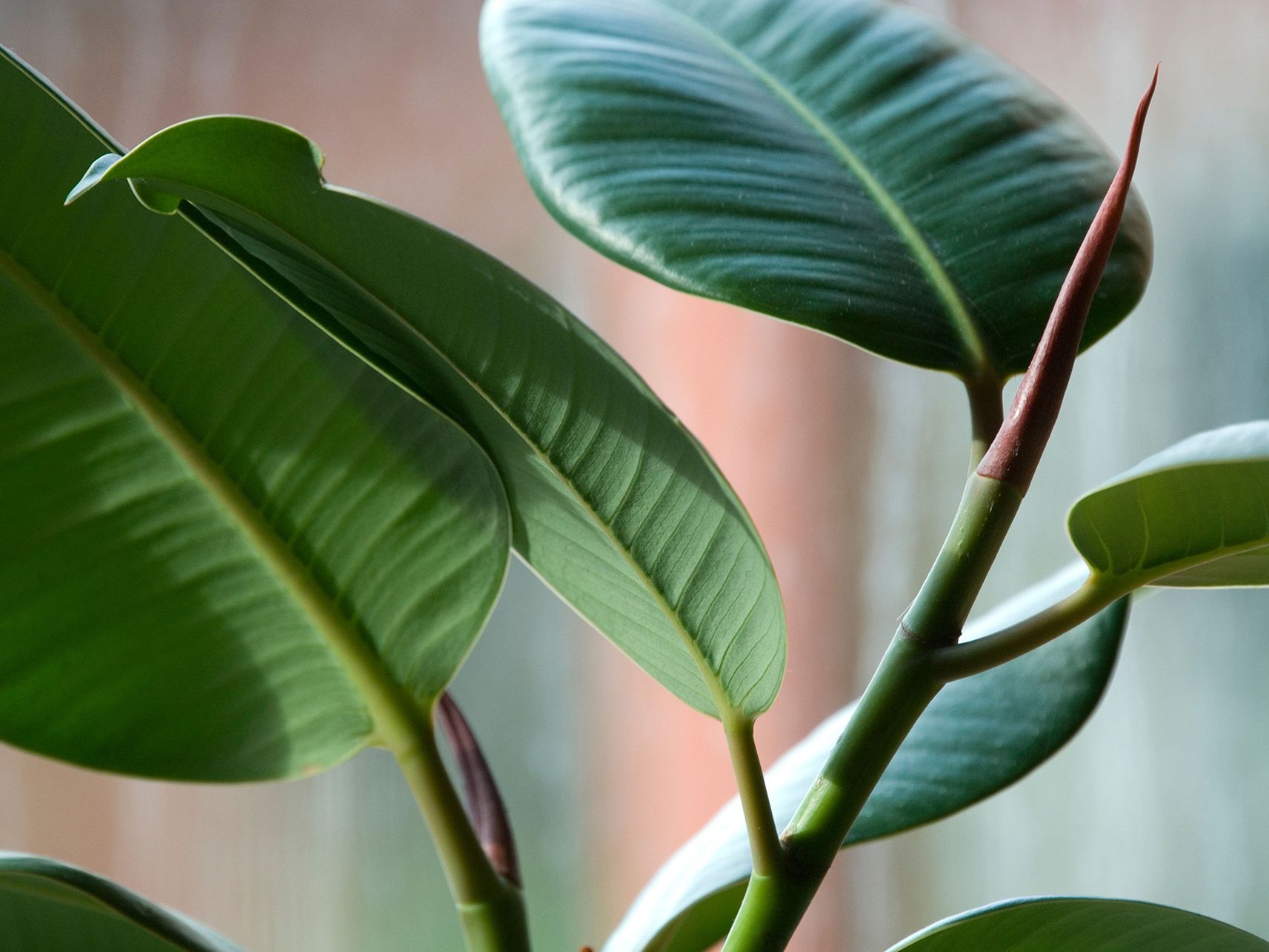 plant vitality plus Zero Tolerance Herbal Spray