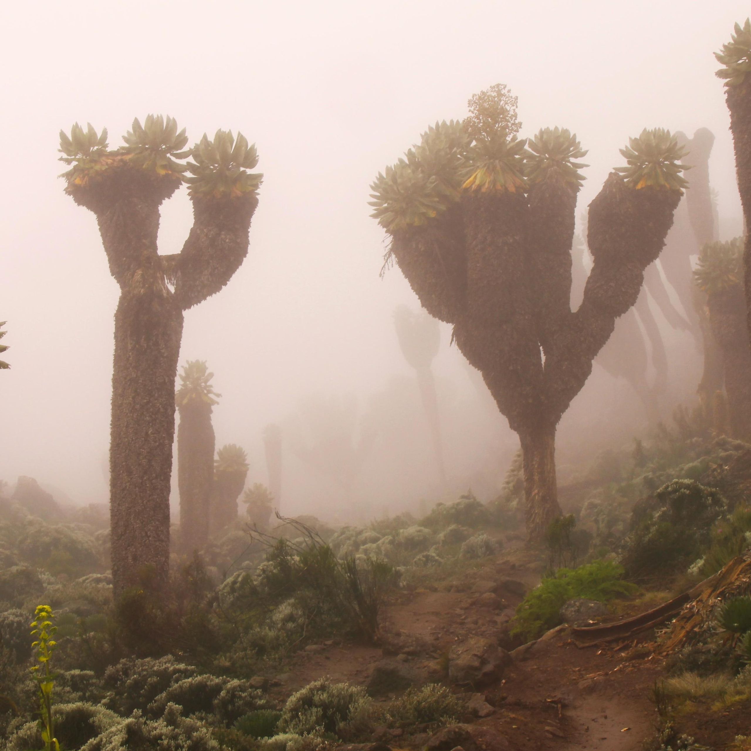 Kilimanjaro's giant groundsels: The strange plants that thrive on