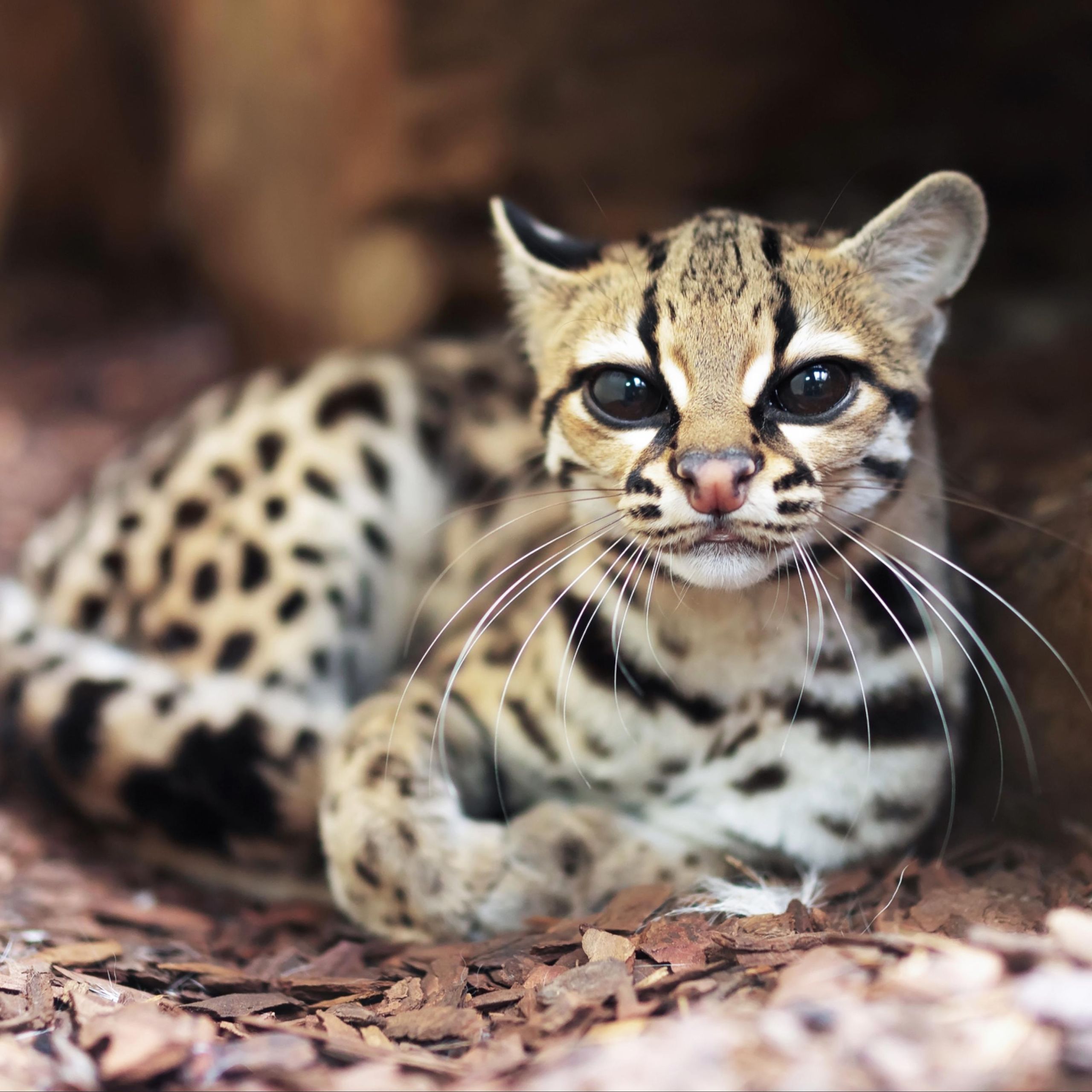 Weird and unusual animals you've not heard of before | PetsRadar, image size:2560x2560