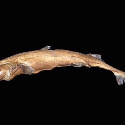 Super Schnozzle: Tiny, Glow-in-the-Dark Shark Has a Huge Nose
