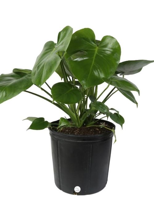 Monstera Plant