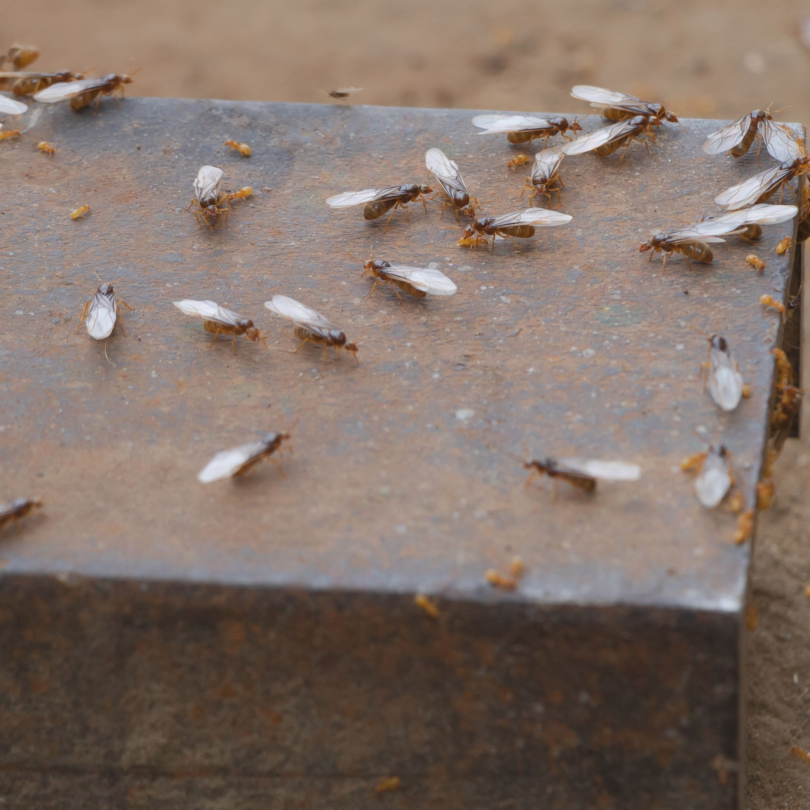 Can I Vacuum Ants: Effective Tips to Eradicate Them Fast