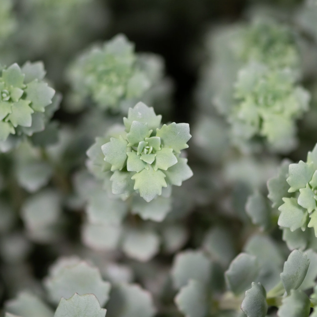 Sedum Steel the Show