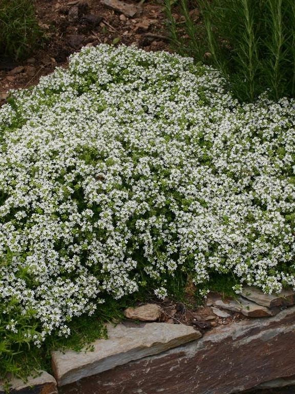 Thymus Serpyllum &amp;lsquo;white&amp;rsquo; Creeping Thyme &amp;ndash; Low-Growing Ground Cover With White Flowers &amp;amp; Fragrance by Park Farm Plants (6 X Plug Plants)