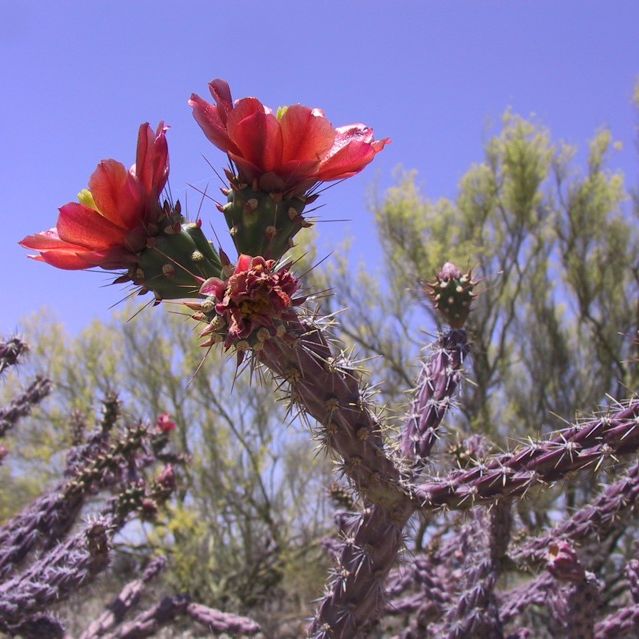 Cholla Photos: See these Amazing Desert Cacti | Live Science