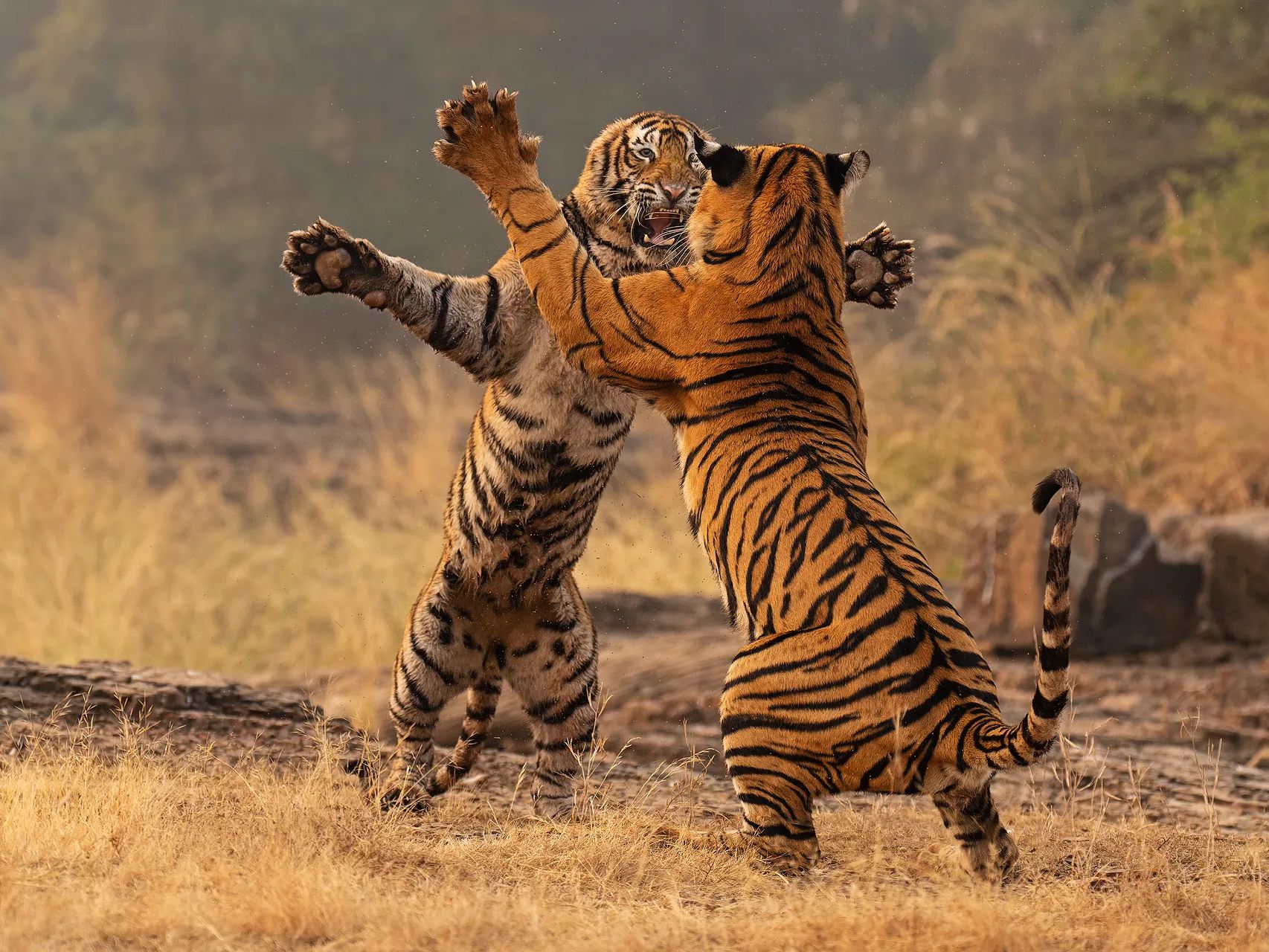 These young tigers exploded into a split-second fight – and this award-winning image captures the clash | Digital Camera World